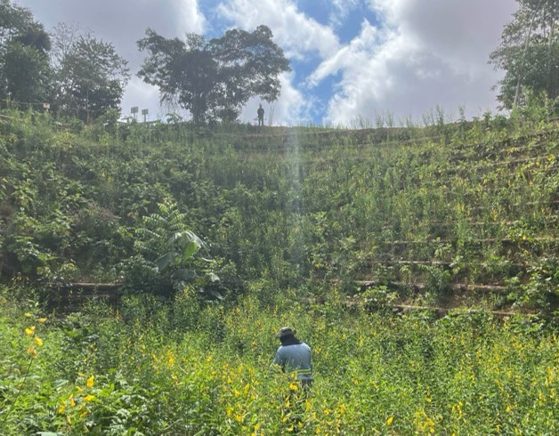 a person sitting in a field of plants